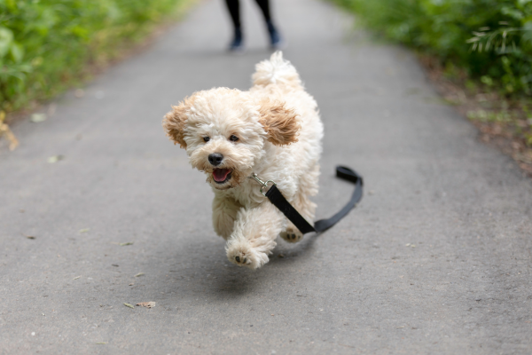 Maltipoo na prechádzke v parku